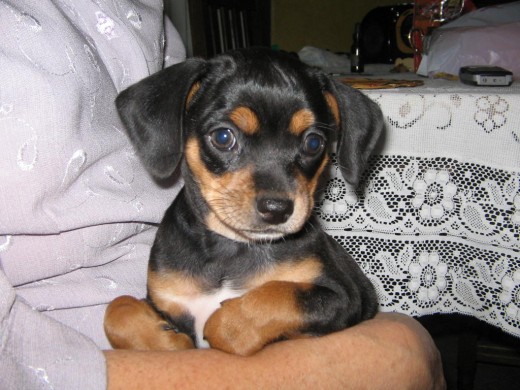 Es mi lupita de bb Es mi lupita de bb